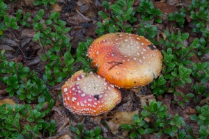 FUNGI
